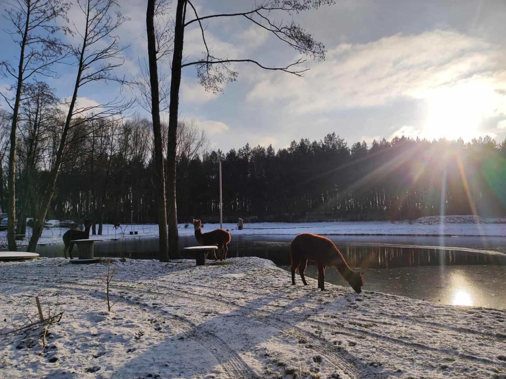 Forglamp Hotel Bydgoszcz Eksteriør billede